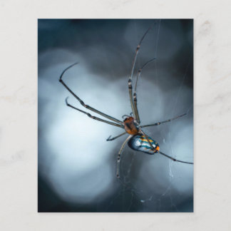 Spider Lovers | Beauty Spider With Webs チラシ