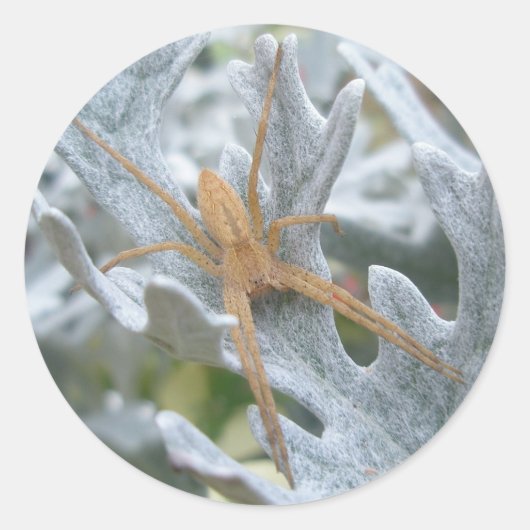 Spider on Dusty Miller Stickers ラウンドシール (正面)