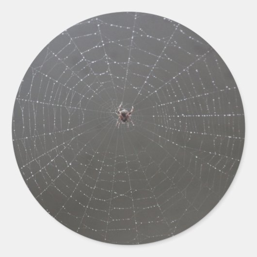 Spider Webシール ラウンドシール (正面)