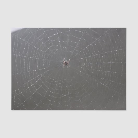 Spider Webティッシュペーパー 薄葉紙 (正面)