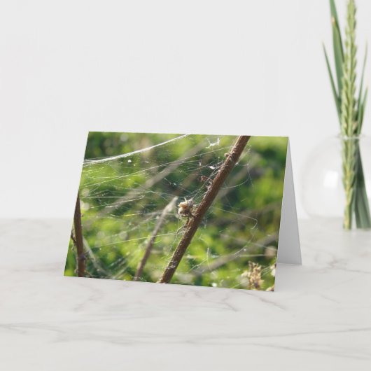 Spider Web《写真》ぼけ味 カード (正面)