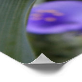 Spiderwortポスター ポスター (角)