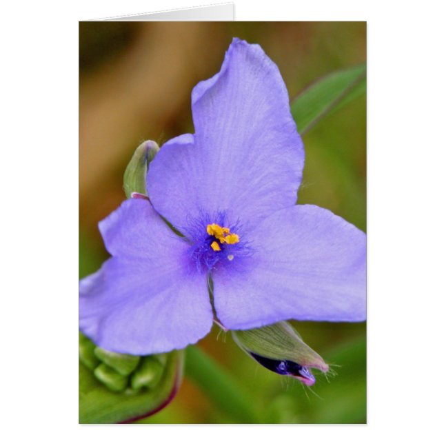 Spiderwort (正面)