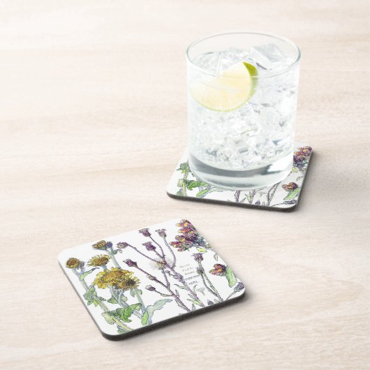 Spikenardの植物の野生の花によってはコースターが開花します コースター (右側)