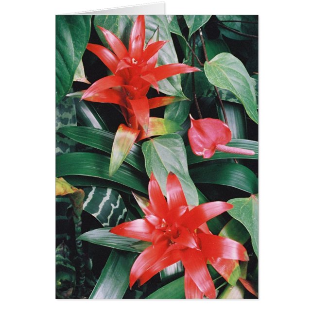 Spikeyの赤い熱帯花 (正面)