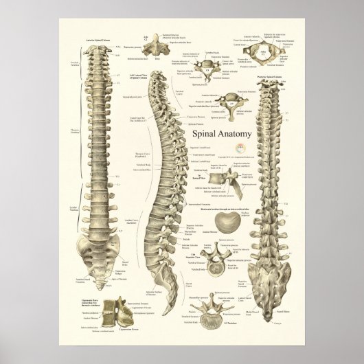 Spinal Anatomy Medical Chiropractic Poster ポスター (正面)