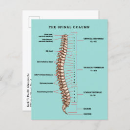 Spinal Column Anatomical Chiropractic Reactivation ポストカード