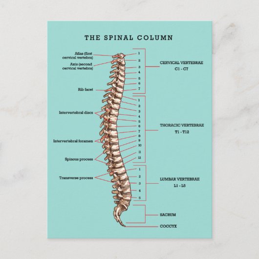 Spinal Column Anatomical Chiropractic Reactivation ポストカード (正面)
