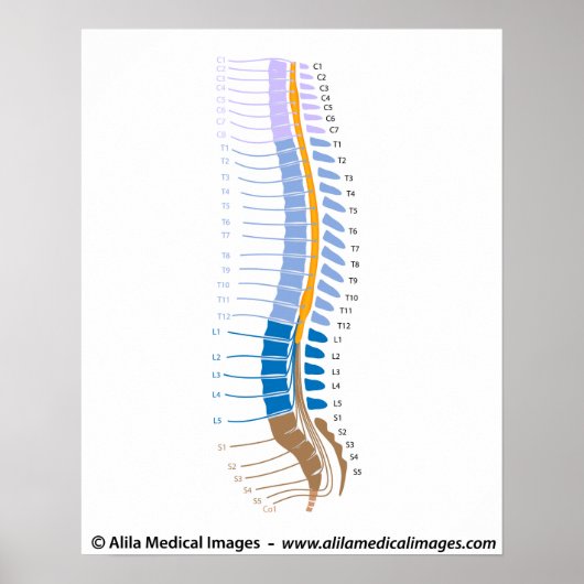 Spinal cord and spinal nerves, medical drawing. ポスター (正面)