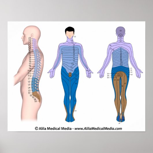 Spinal cord injury basis, medical drawing. ポスター (正面)