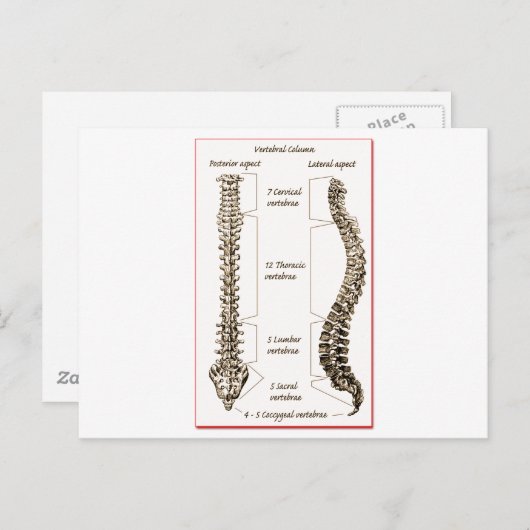 Spine ポストカード (正面/裏面)