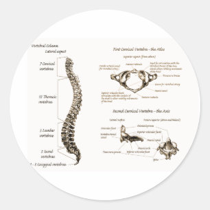 Spine ラウンドシール