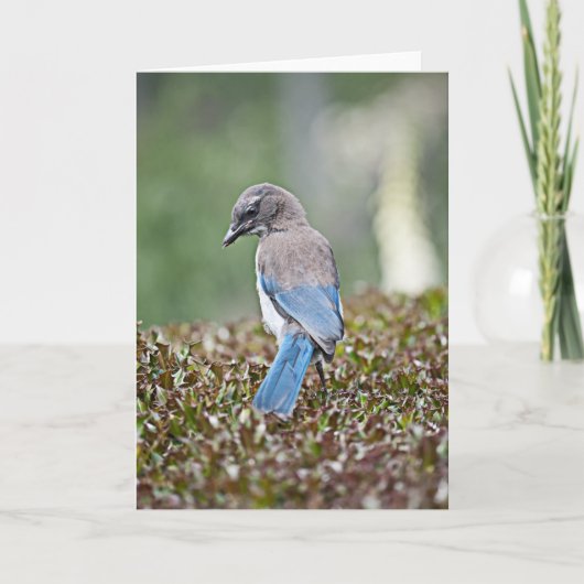 Spingtime Jayカード カード (正面)