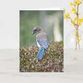 Spingtime Jayカード カード (黄色い花)