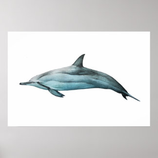 Spinner Dolphin realistic illustration Print ポスター