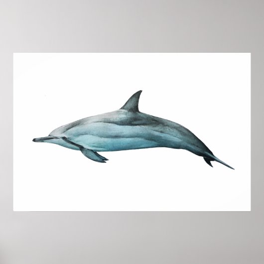 Spinner Dolphin realistic illustration Print ポスター (正面)