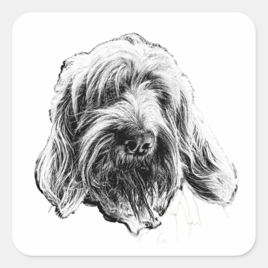 Spinone Italiano Art Sticker スクエアシール (正面)