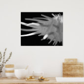 Spiny Seashell BW写真 – 大プリント ポスター (キッチン)
