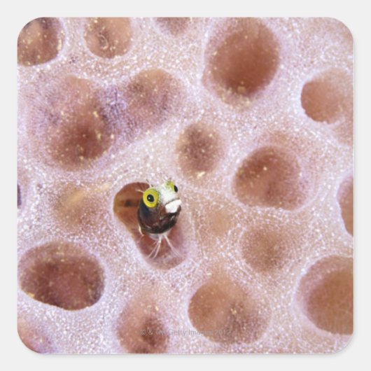 Spinyhead Blenny (acanthemblemaria spinosa)in スクエアシール (正面)