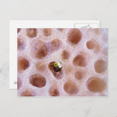 Spinyhead Blenny (acanthemblemaria spinosa)in ポストカード (正面/裏面)