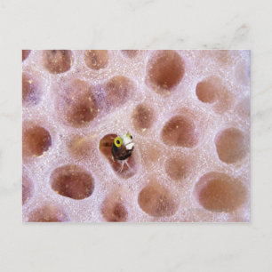 Spinyhead Blenny (acanthemblemaria spinosa)in ポストカード