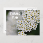 Spiraea Thank Youポストカード ポストカード (正面/裏面)