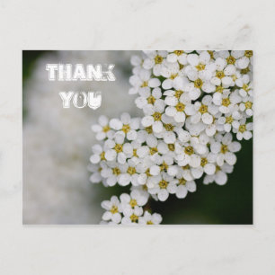Spiraea Thank Youポストカード ポストカード