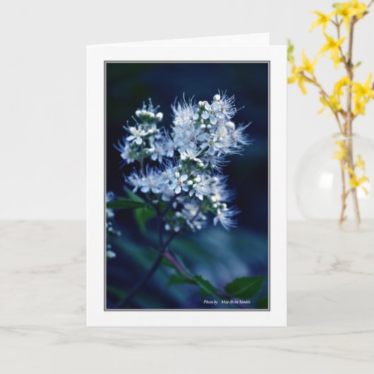 Spirea カード (黄色い花)