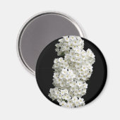 Spirea Argutaの磁石 マグネット (正面/裏面)