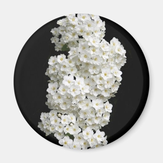 Spirea Argutaの磁石 マグネット (正面)