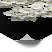 Spirea Argutaポスター ポスター (角)