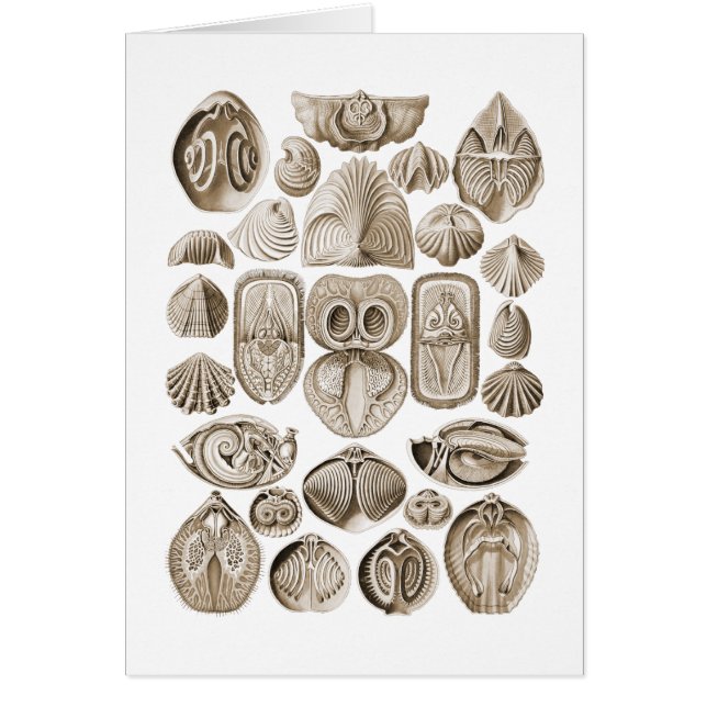 Spirobranchia (正面)