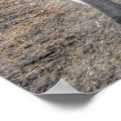 Spirted Pinto Stallionアクションウマ科の写真 ポスター (角)