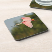 spoonbill コースター (左側)