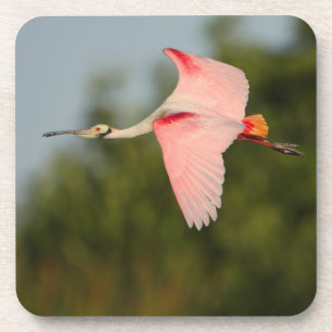 spoonbill コースター