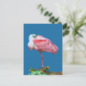 Spoonbill on One Legはがき ポストカード (スタンド正面)