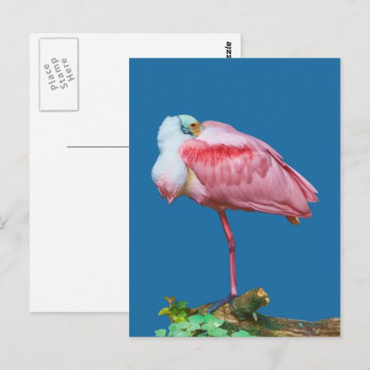 Spoonbill on One Legはがき ポストカード (正面/裏面)