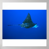Spotted Eagle Ray, Belize 2006 ポスター (正面)