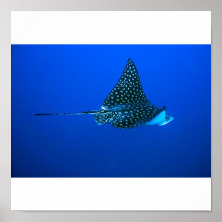 Spotted Eagle Ray, Belize 2006 ポスター