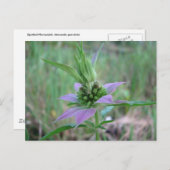 Spotted Horsemint, M. bectata ポストカード (正面/裏面)