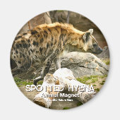 Spotted Hyena マグネット (正面)