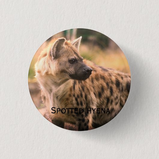 Spotted hyena:Savannah sunset 缶バッジ (正面)