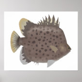 Spotted Scat ポスター (正面)