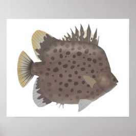 Spotted Scat ポスター