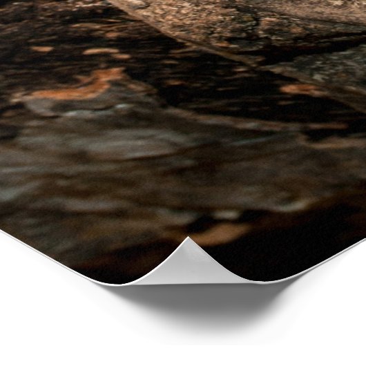 Spotted Tree Monitor ポスター (角)