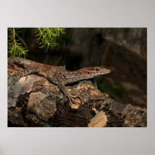 Spotted Tree Monitor ポスター