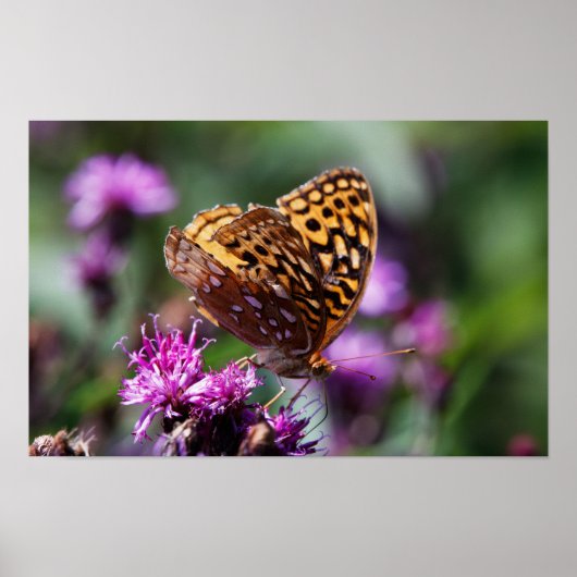 Spotted Wings ポスター (正面)