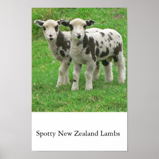 Spotty NZ Lambs ポスター