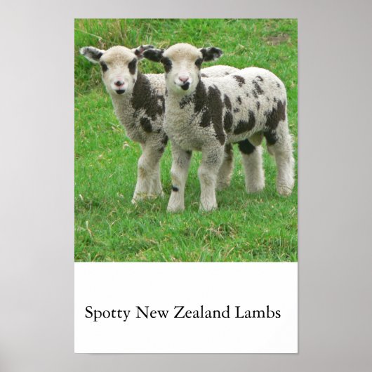 Spotty NZ Lambs ポスター (正面)