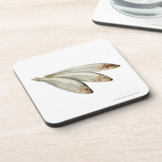 Sprats コースター (左側)